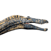 suchomimus.png