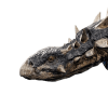 polacanthus.png