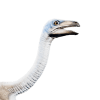 struthiomimus.png